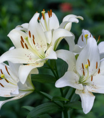 Ľalia Canova - Lilium - cibuloviny - 1 ks