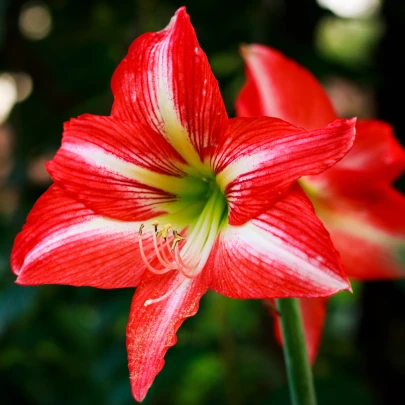 Amarylis Minerva - Zornica - Hippeastrum - cibuľoviny - 1 ks