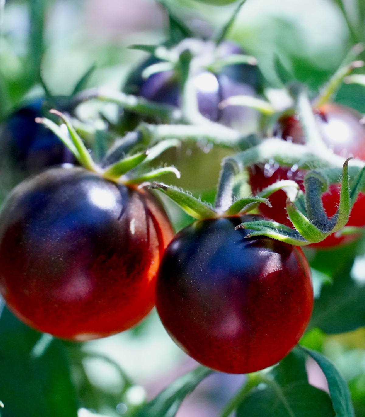 Paradajka čierne Cherry - Solanum lycopersicum - semená - 6 ks