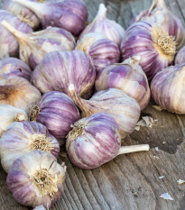 Sadbový cesnak Topaz - Allium sativum - paličiak - cibule cesnaku - 1 balenie