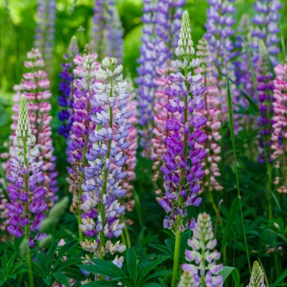 Vlčí bôb Hartwegov - Lupina Pixie Delight - Lupinus hartwegii - semená - 15 ks