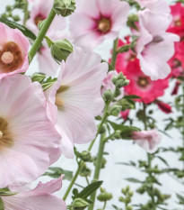 Topoľovka plnokvetá Chaters zmes - Alcea rosea - semená - 12 ks