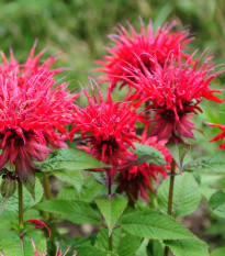 Monarda dvojdomá - Monarda didyma - semená - 30 ks