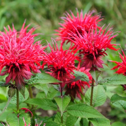 Monarda dvojdomá - Monarda didyma - semená - 30 ks