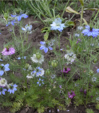 Černuška damascénska zmes - Nigella damascena - semená - 25 ks