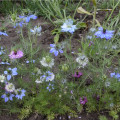 Černuška damascénska zmes - Nigella damascena - semená - 25 ks