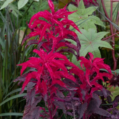 Láskavec trojfarebný červený - Amaranthus tricolor - semená - 270 ks