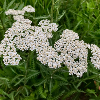 Rebríček obyčajný Yarrow - Achillea millefolium - semená - 200 ks