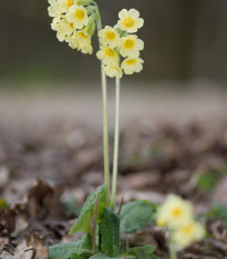 Prvosienka veľkokvetá Oxlip - Primula elatior - semená - 20 ks