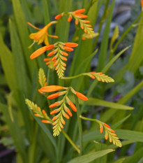 Montbrécia George - Crocosmia - cibuľoviny - 4 ks