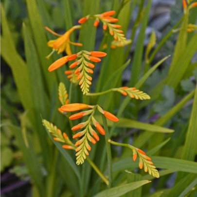 Montbrécia George Davidson - Crocosmia - cibuľoviny - 4 ks