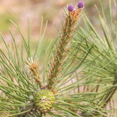 Borovica yunnan - Pinus yunnanensis - semená - 5 ks