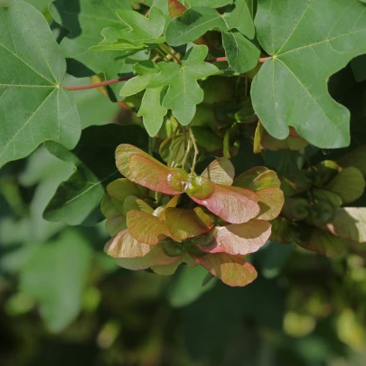 Javor opalus - Acer opalus - semená - 5 ks