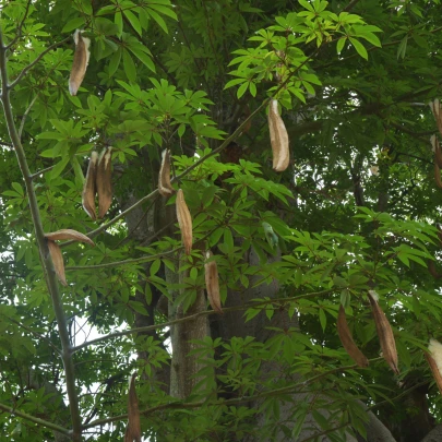 Vlnovec päťmužný - Ceiba pentandra - semená - 10 ks