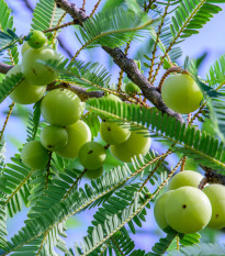 Indický Egreš - Phyllanthus emblica - semená - 8 ks