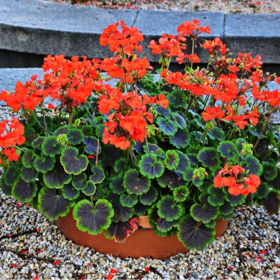 Muškát pásikavý Nekita F1 Scarlet - Pelargonium zonale - semená - 4 ks