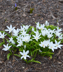 Modravka žiarivá biela - Chionodoxa luciliae alba - cibuľoviny - 5 ks