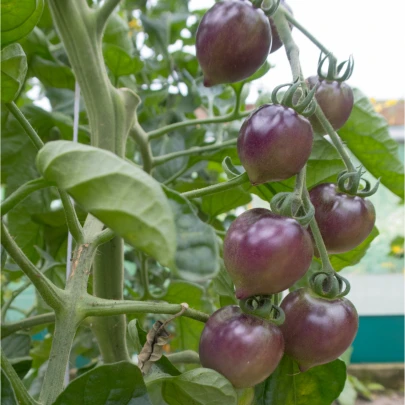 BIO Paradajka Indigo Blue Berries - Solanum lycopersicum - bio semená - 7 ks