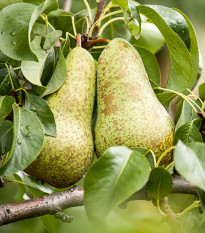 Hruška obyčajná - Pyrus communis - semená - 4 ks