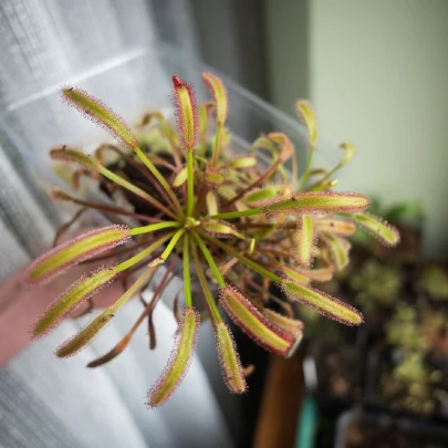 Rosička kapská Triffid Rose - Drosera Capensis - semená - 15 ks