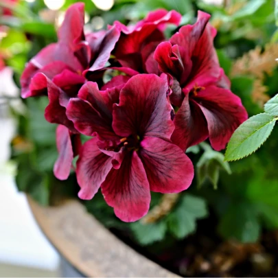 Muškát pásikavý F1 Black Velvet Violet - Pelargonium zonale - semená - 6 ks