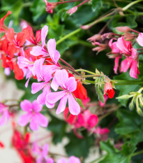 Muškát previsnutý Tornado zmes farieb - Pelargonium peltatum - semená - 4 ks