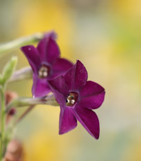 Tabak okrasný Deep Purple F1 - Nicotiana - semená - 50 ks