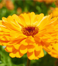 Nechtík lekársky Plamen Plus - Calendula officinalis - semená - 85 ks