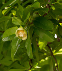 Dilenia indická - Dillenia indica - semená - 6 ks