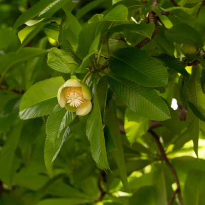 Dilenia indická - Dillenia indica - semená - 6 ks