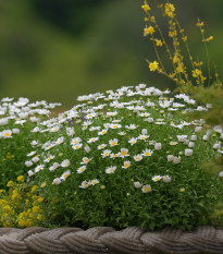 Margaréta balkónová Snowland - Chrysanthemum paludosum - semená - 50 ks