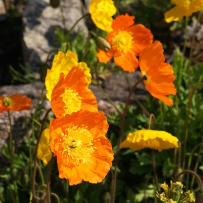 Mak alpský zmes farieb - Papaver alpinum - semená - 0,01 g