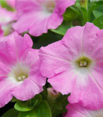 Petúnia Rosy Velvet F1 - Surfínia - Petunia hybrida - semená - 12 ks