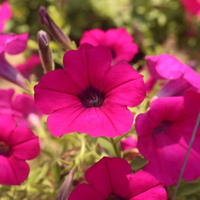 Petúnia Purple Velvet F1 - Petunia hybrida - semená - 12 ks