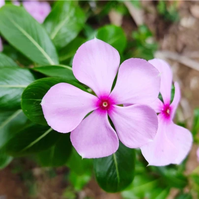 Katarant Lavender F1 - Catharanthus - semená - 30 ks