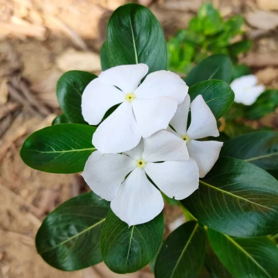 Katarant White F1 - Catharanthus - semená - 30 ks