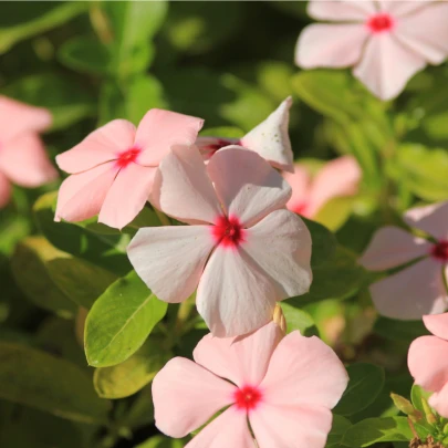 Katarant Apricot F1 - Catharanthus - semená - 30 ks