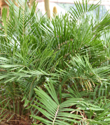 Zemia floridana - Cykas Zamia floridana - semená - 2 ks