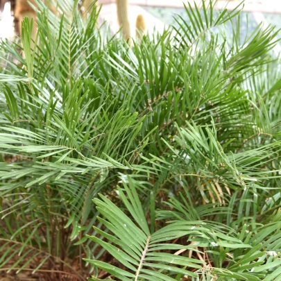 Zemia floridana - Cykas Zamia floridana - semená - 2 ks