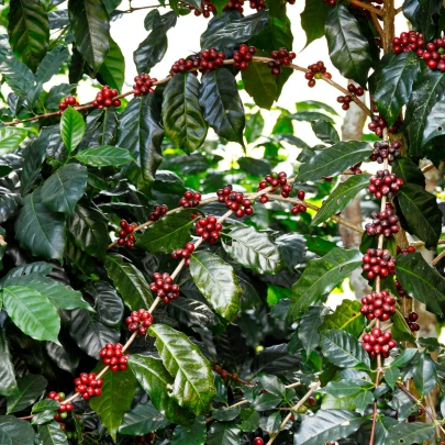 Kávovník arabský Himalaya - Coffea arabica Himalaya - semená - 5 ks