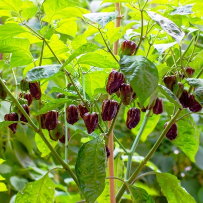 Chilli Habanero Chocolate - Capsicum annuum - semená - 6 ks