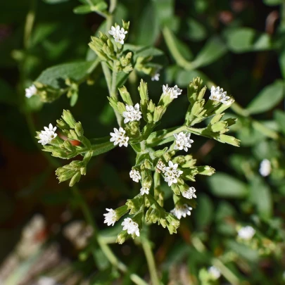 BIO Stévia sladká - Stevia rebaudiana - bio semená - 12 ks