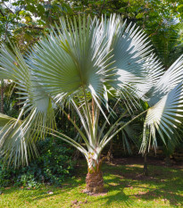 Palma konopná - Trachycarpus fortunei - semená - 2 ks