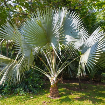 Palma konopná - Trachycarpus fortunei - semená - 2 ks