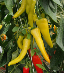 Paprika kozí/baraní roh Sora - Capsicum annuum - semená - 55 ks