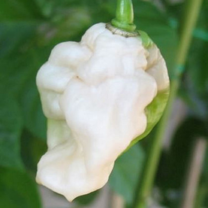 Chilli Bhut Jolokia biele - Capsicum chinense - semená - 5 ks
