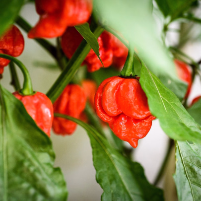 Chilli Trinidad Scorpion Moruga - Capsicum chinense - semená - 5 ks