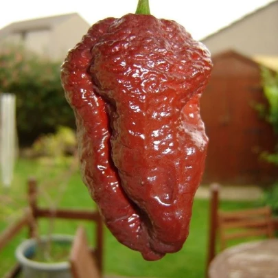 Chilli Carolina Reaper Chocolate - Capsicum chinense - semená - 5 ks