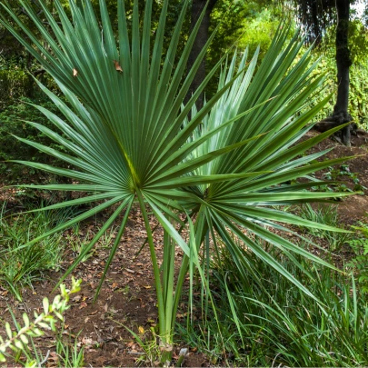 Palma - Washingtonia robusta - semená - 3 ks