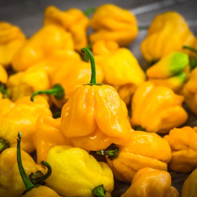 Chilli Trinidad Scorpion Butch žlté - Capsicum chinense - semená - 5 ks